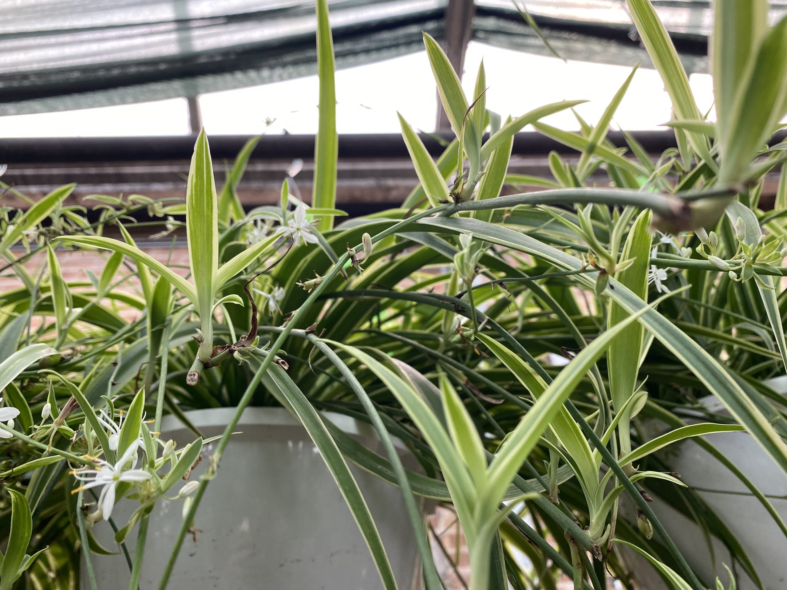 Chlorophytum comosum (Hawaiian Spider Plant)