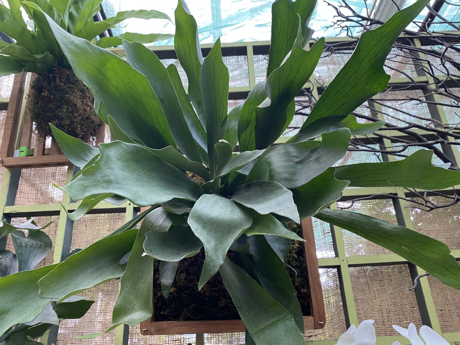 Staghorn Fern: The Complete Tropical Plant Care Guide