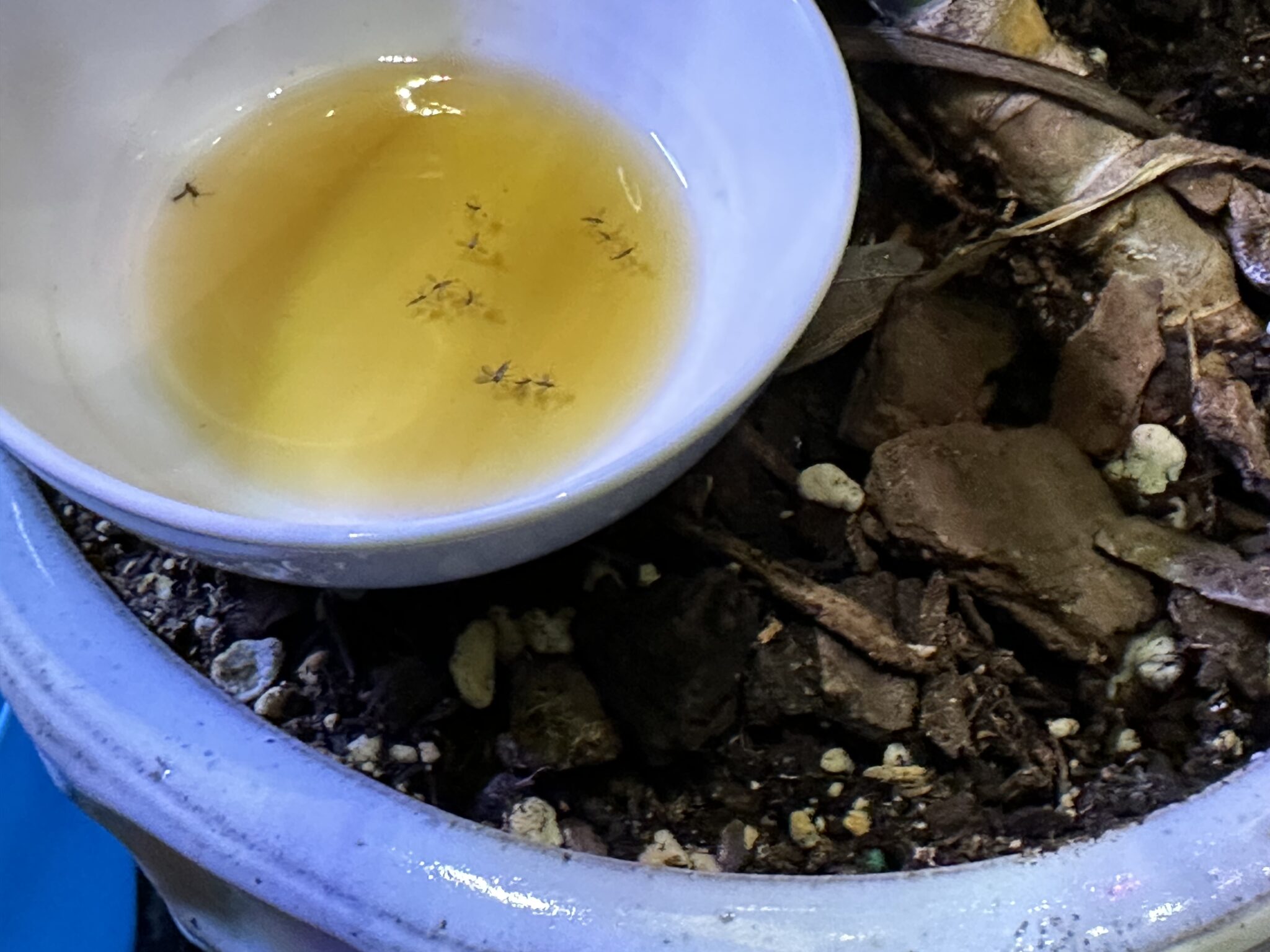 Stunning How To Get Rid Of Gnats image