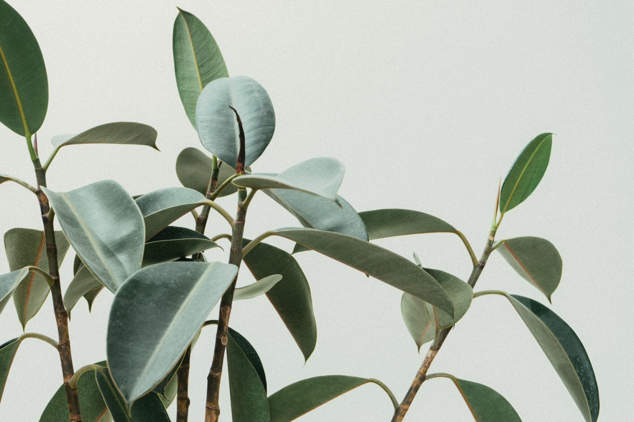 How to Repot a Rubber Tree