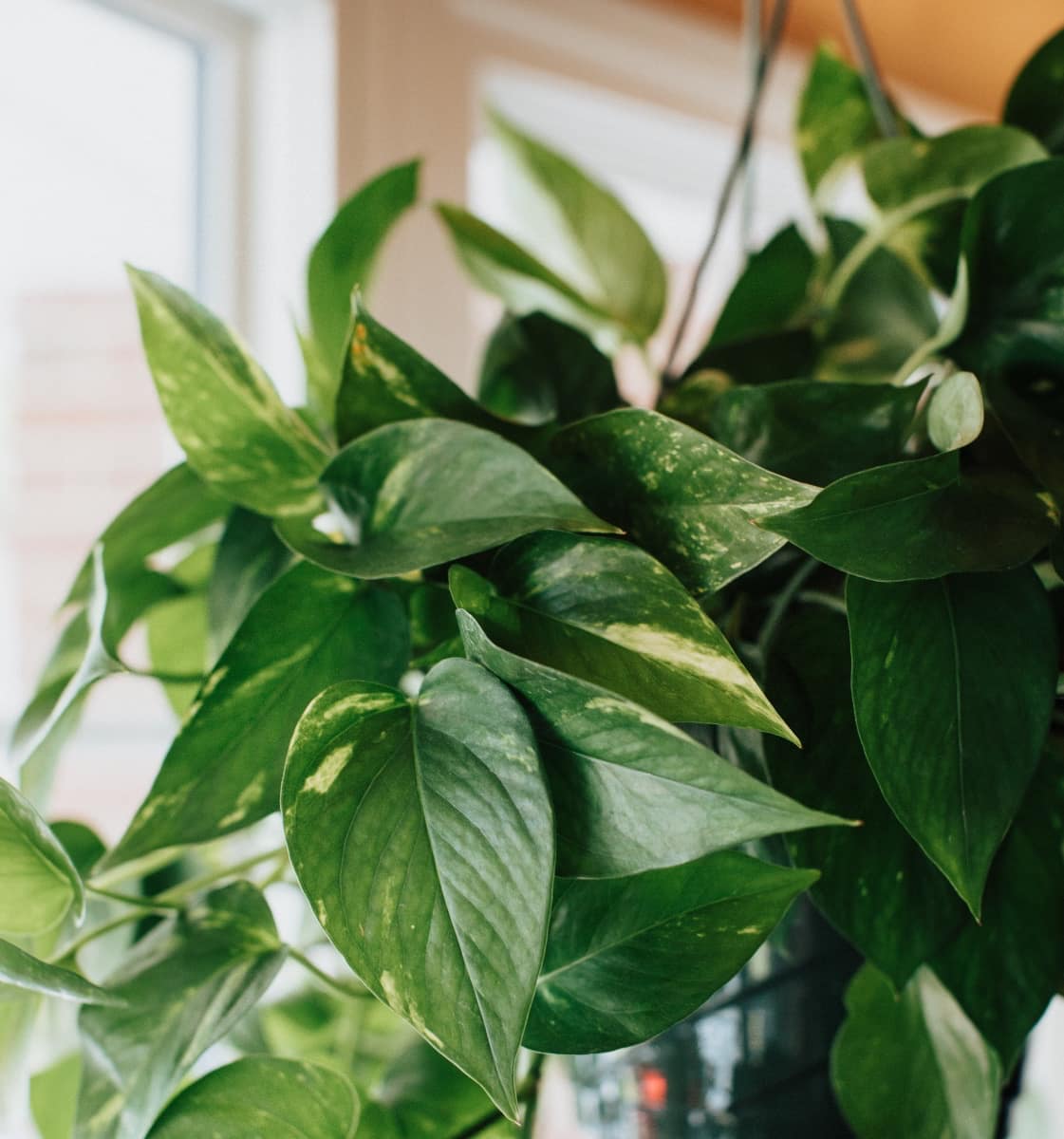 How to Hang Plants Like a Pro: Creating a Vertical Garden Indoors